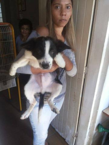 Border Collie 2 meses com pedigree