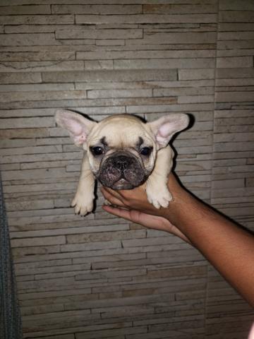 Bulldogue frances lindas fêmeas disponível