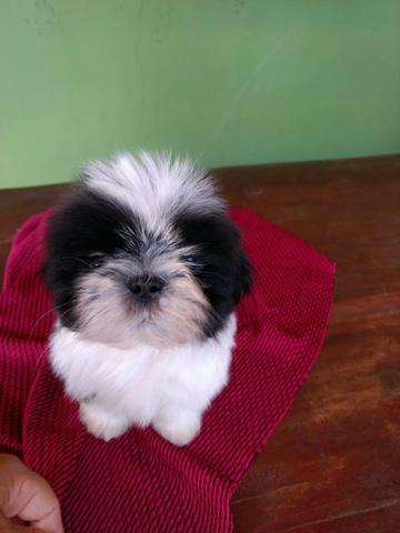 Fofuxo shithzu macho mine 2 meses