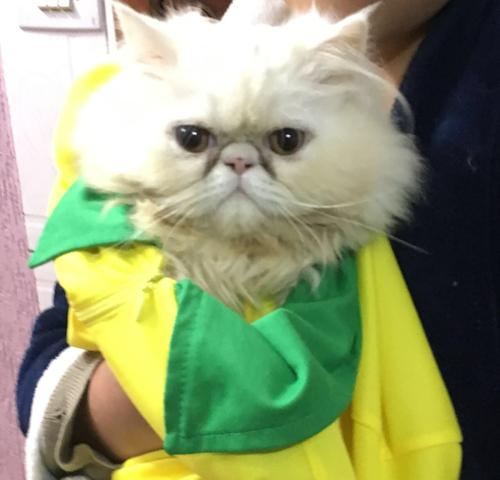 Procuro persa fêmea