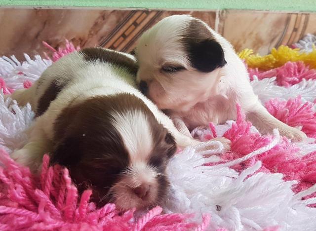 Shitzu Machu puros pai e mãe 800$