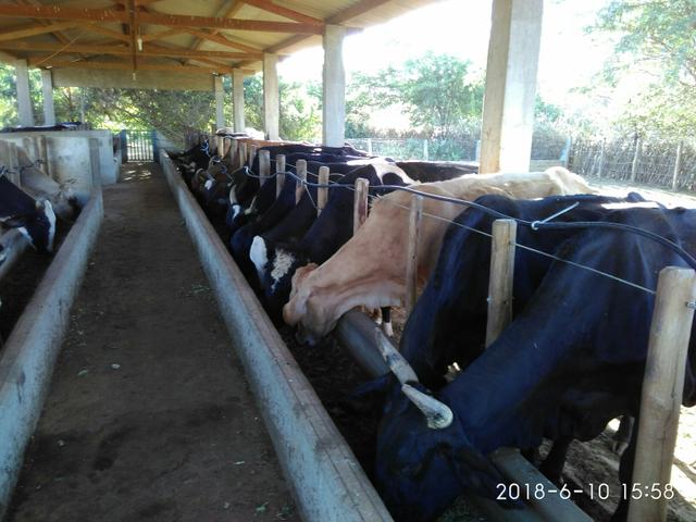 Vacas e novilhas