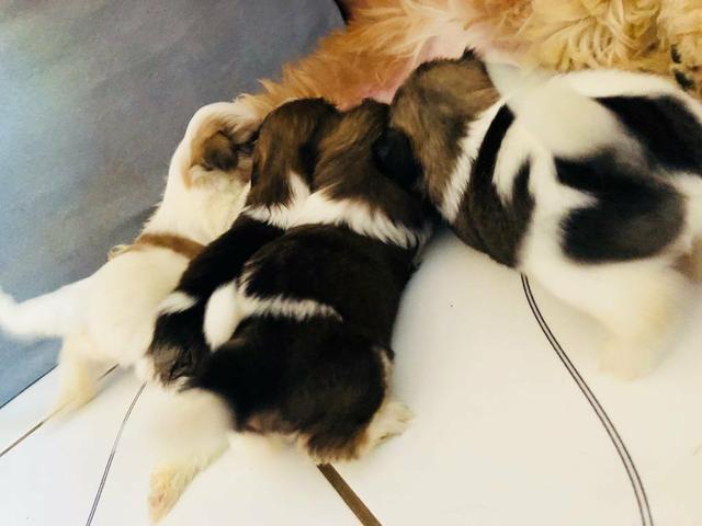 Cachorra shitzu fêmea