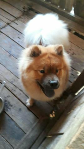 Chow macho adulto (dinheiro ou cartão)