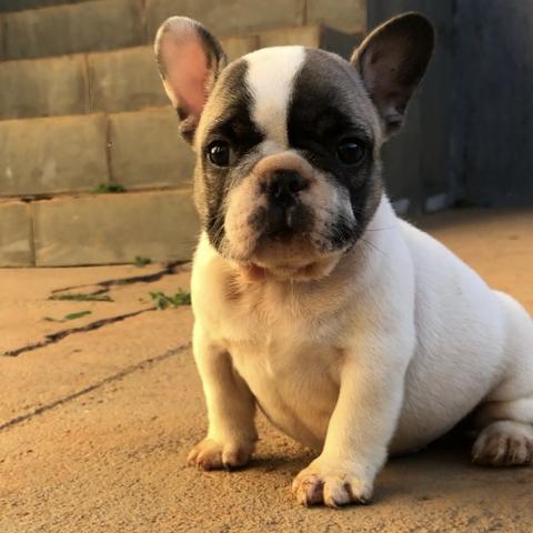 Machinho de Bulldog Frances - aceito iPhone e Apple Watch