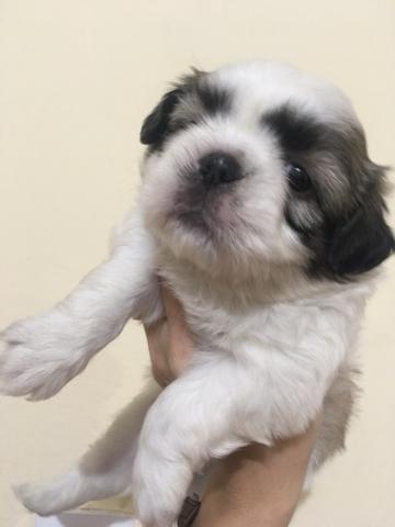 Shih Tzu machos a pronta entrega
