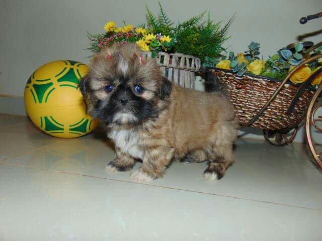 Shih tzu femea 57 dias em 12x
