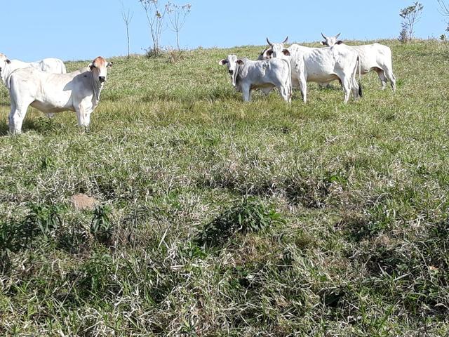 Vendo lote de gado Nelore