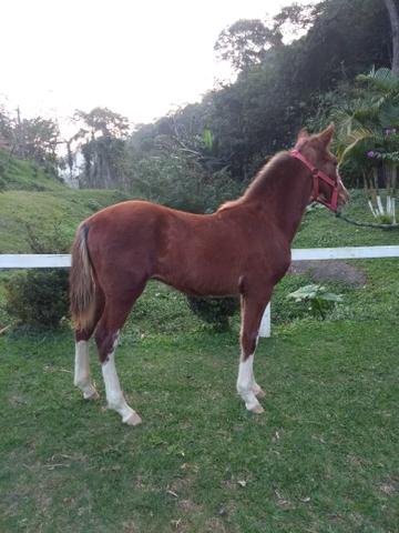 Potro Mangalarga marchador, esse vc nao pode perder!!!