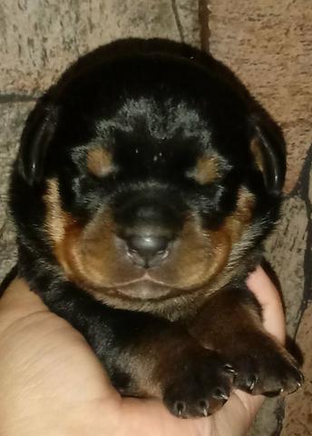 ROTTWEILER para EXIGENTES