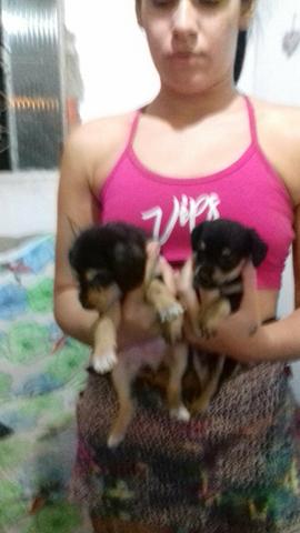 Doação de cachorrinhas