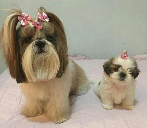 Lindas femeas de micro shitizu