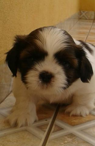 Shih Tzu