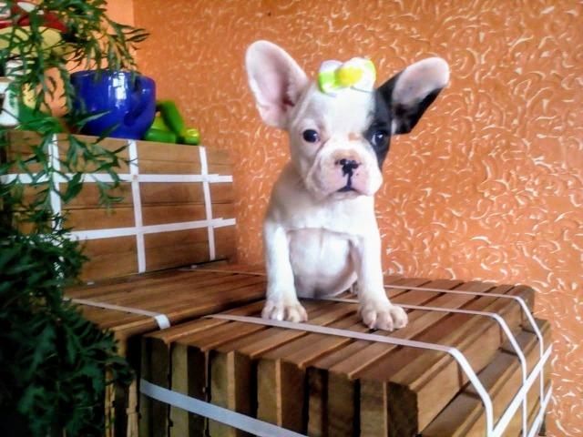 Bulldog Francês fêmea excelente linhagem