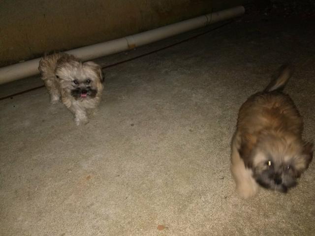 Casal de Shitzu ele com 4 meses e ela com 6 meses
