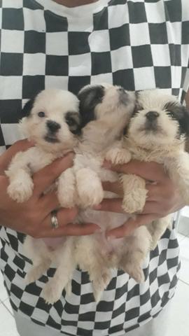 Shihtzu Com Pedigree