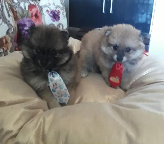 Spitz Alemão fêmea e machos