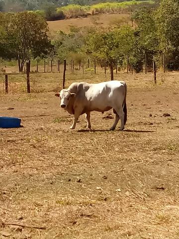 Troco gado em bi cacamba