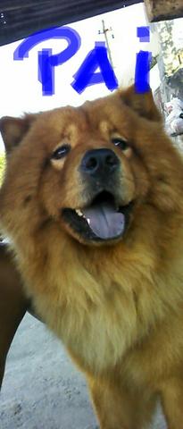 Chow Chow, Acc Visa e Mastercard.