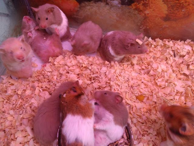Hamster sírio