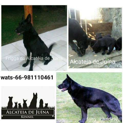 Pastor Alemão Preto