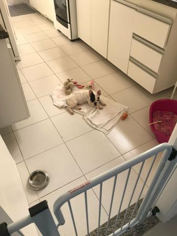 Bulldog francês fêmea