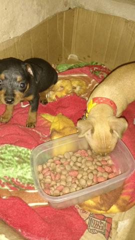 Cachorrinhos Pit nr2