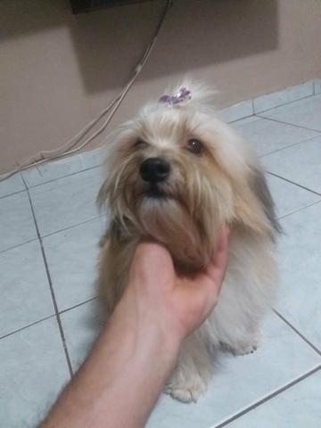 Lhasa apso fêmea