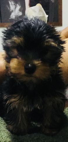 Yorkshire Macho porte pequeno