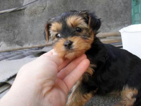 Yorkshire fêmea com 50 dias primerisima linhagem