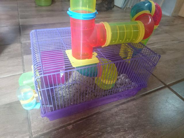 Gaiola p/Hamster + 1 Hamster Anão Russo