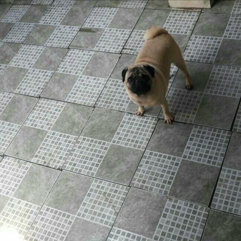 Pug macho adulto