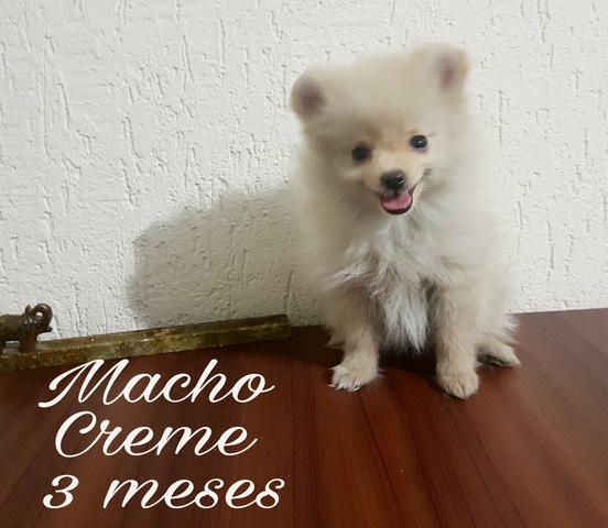 Macho Preço Especial de Ocasião Aproveite