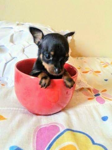 Pinscher femeas Miniaturas