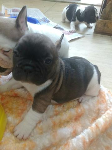Bulldog Francês pedigree CBKC