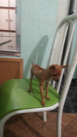 Cachorro pinther tres meses lindo