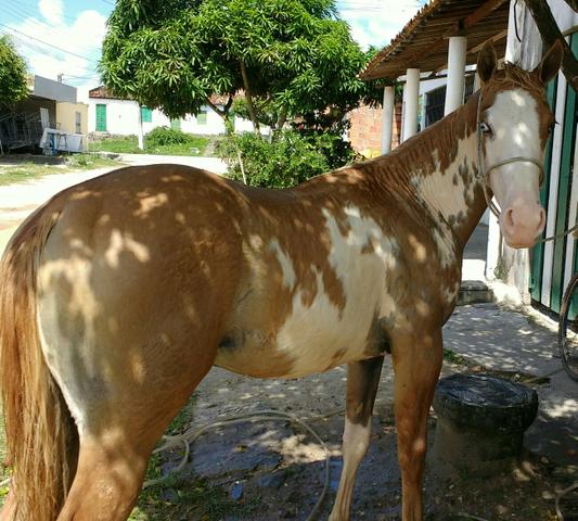Potra Paint horse