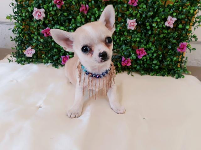 Chihuahua Fêmeas