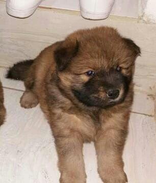 Chow chow macho  fêmea 