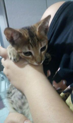 Doa se duas lindas gatinhas