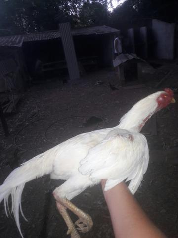 Frangos 10 meses, ótima procedência
