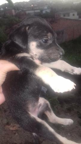 Rottweiler com pastor alemão