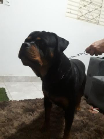 Rottweiler para cruza