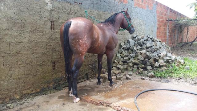 Vendo cavalo quarto de milha