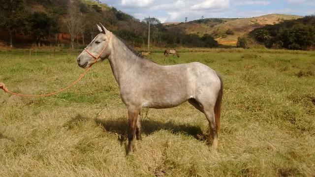 Potra domada arrumada