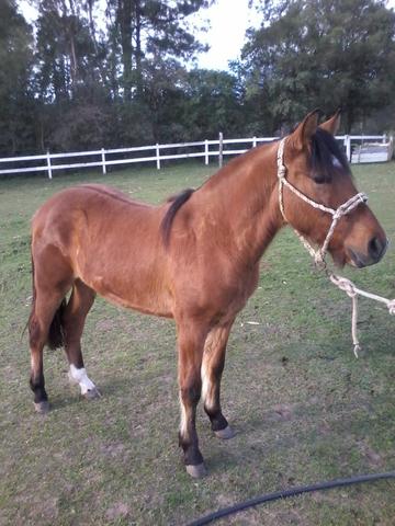 Potros Crioulos de ótima genética