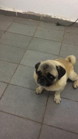 Pug adulta
