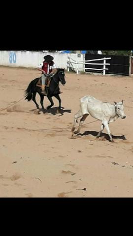 Vende -se cavalo Rio Bonito