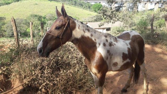 Vendo Potro Pampa Barato