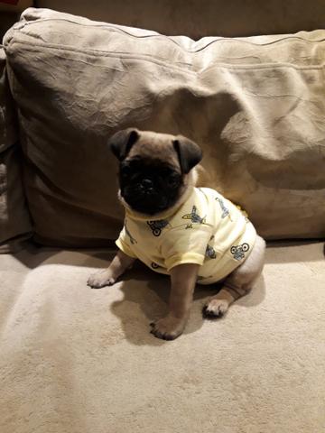 Vendo Pug Macho